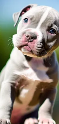 This phone live wallpaper showcases a realistic depiction of a cute and fuzzy puppy, captured by a skilled photographer