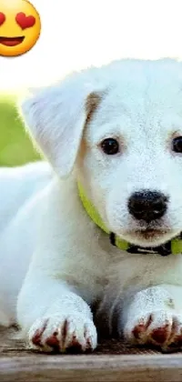 Dog Collar Yellow Live Wallpaper
