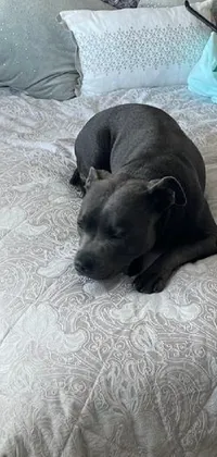 Dog Comfort Grey Live Wallpaper