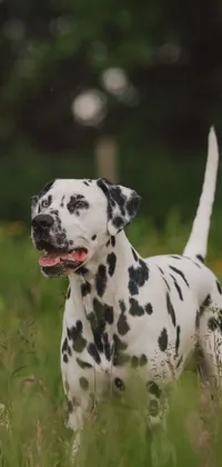 Dog Dalmatian Carnivore Live Wallpaper
