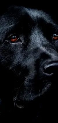 Enjoy the perfect phone wallpaper displaying a close-up portrait of a black Labrador and an old golden retriever