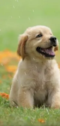 Introducing a delightful live wallpaper for your phone that features an adorable golden dog sitting in the lush green grass