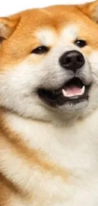 This phone live wallpaper features a close-up of a dog with a cheeky grin on a white background