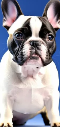 Get this delightful live wallpaper featuring an adorable black and white French bulldog on a blue background