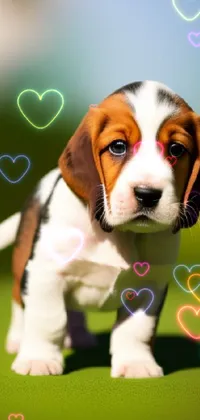 This live phone wallpaper showcases an adorable beagle puppy standing confidently on a lush green field