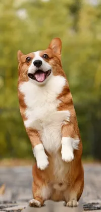 This live wallpaper depicts a cute brown and white corgi dog standing on its hind legs in a playful jump pose