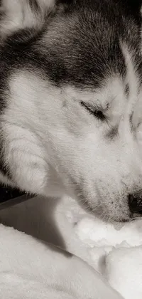 This live wallpaper showcases a captivating black and white photo of a Siberian Husky standing amidst the snow-covered Alps