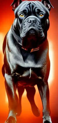 Get ready to add some serious edge to your phone screen! This photorealistic painted live wallpaper showcases a fierce pug with red eyes and sharp teeth on a striking red background
