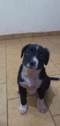 This phone live wallpaper showcases a cute black and white dog sitting on a tiled floor