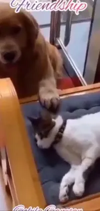 This dynamic live wallpaper showcases a playful scene with a dog and a cat sitting on a chair