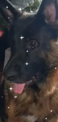 Looking for a charming live wallpaper for your phone? Look no further than this delightful image of a German Shepherd dog sitting in front of a Christmas tree! With a high-quality profile picture of an Afghani male dog and a Hurufiyya-inspired design, this wallpaper is both stylish and festive