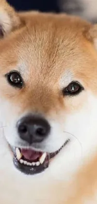 This live wallpaper features a close-up of an adorable, grinning dog lounging on a cozy blanket