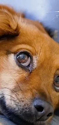 This phone live wallpaper showcases a photorealistic portrait of a dog