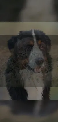 This phone live wallpaper features a digital art piece depicting an Australian Shepherd dog as the central subject