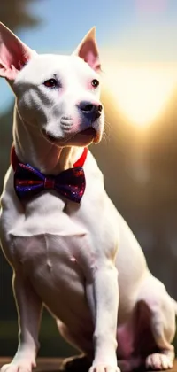 Looking for a stunning phone live wallpaper for your device? Check out this one featuring a portrait of a beautiful dog! The close-up image shows a Cyborg Pitbull dog wearing a stylish bow tie in an elegant pose