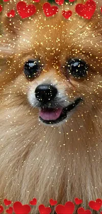 Unleash cuteness onto your phone with this live wallpaper featuring an adorable Pomeranian dog resting on a comfy blanket
