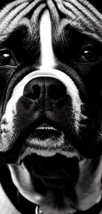 This phone live wallpaper features an eye-catching black and white portrait of a boxer dog appearing to shrug playfully