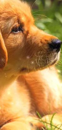 This stunning phone live wallpaper showcases an adorable dog relaxing in the lush green grass under a clear and sunny sky