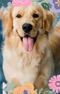 Dog Dog Breed Carnivore Live Wallpaper