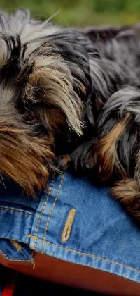 This phone live wallpaper features a photorealistic close-up of two small dogs, with one being a Yorkshire Terrier, resting in someone's lap