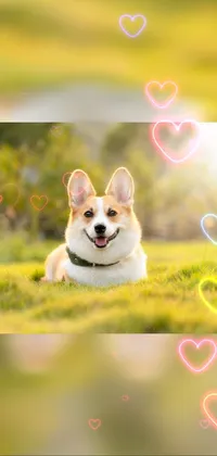 Looking for a cute and playful live wallpaper for your phone? Check out this adorable corgi laying down in the grass with pink hearts in the background! It's the perfect way to add some personality and charm to your device