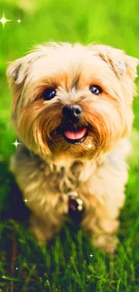 Cute Dog 🐶 Live Wallpaper