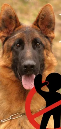 Experience the charm and beauty of a German Shepherd dog on a leash in stunning detail with this live wallpaper