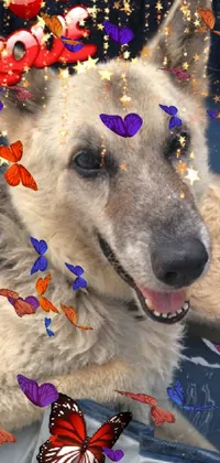 This live wallpaper features a colorful close-up photo of a friendly canine with a butterfly perched delicately on its head, set against a starry night sky