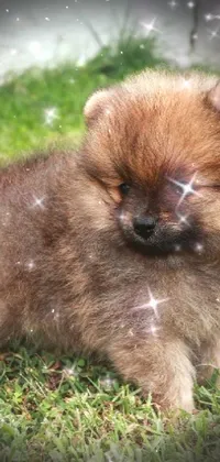 Pomeranian Puppy Live Wallpaper