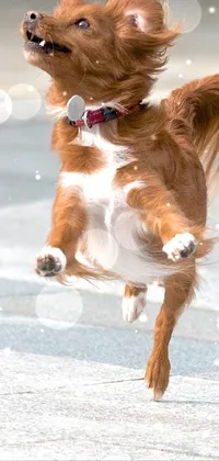 Get a dynamic and fun wallpaper for your phone with this colorful and high-resolution image of a cute dog jumping to catch a frisbee
