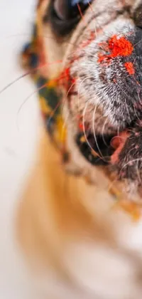 This phone live wallpaper features a playful and wrinkly dog with paint on its face