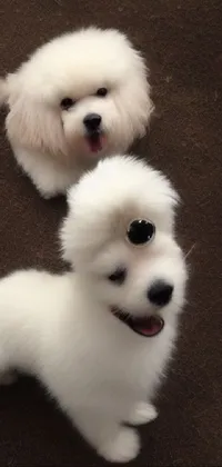 This live phone wallpaper features two small white dogs standing united with Yin and Yang symbolism
