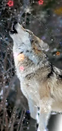 This phone live wallpaper depicts a stunning image of a wolf standing on snow in portrait orientation