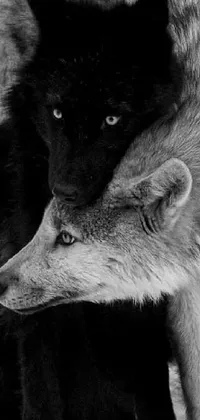 black and white wolf couple