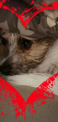 This phone live wallpaper depicts a brown and white jack russell dog laying under a blanket