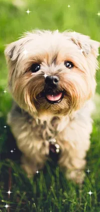 Cute Dog Live Wallpaper
