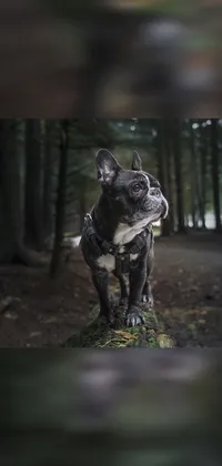 This live phone wallpaper showcases a photorealistic image of a French Bulldog standing on a log in a forest