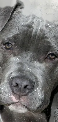 This live phone wallpaper features a close-up of a charming pitbull puppy wearing a collar