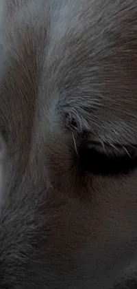 Dog Dog Breed Carnivore Live Wallpaper