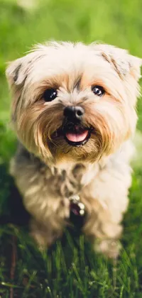 puppy Live Wallpaper