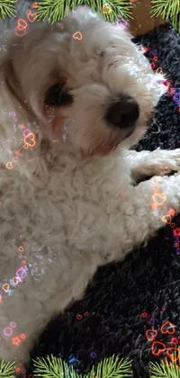 Get this adorable phone live wallpaper featuring a small white dog of a hurufiyya breed laying on a colorful rug