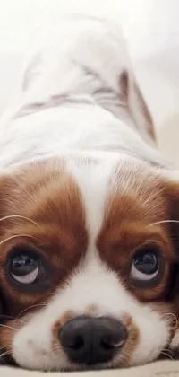 doggy Live Wallpaper
