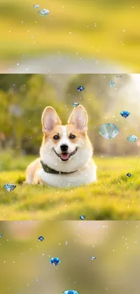 This lively mobile wallpaper features a cute corgi nestled atop a verdant field, embellished with colorful blooms and glistening crystals