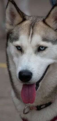 Looking for an amazing live wallpaper to adorn your phone screen? This stunning image captures an adorable husky dog in a close-up portrait, featuring the animal on a leash and gazing intently into the camera