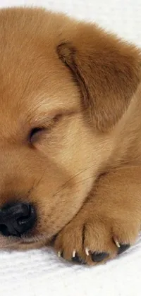This phone live wallpaper features a brown puppy sleeping on a white blanket, sized at 1024 x 1024