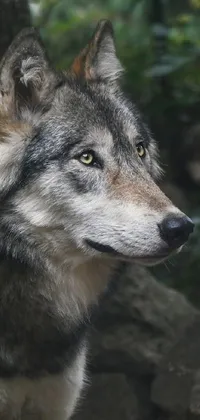 This live wallpaper features a stunning close-up of a majestic wolf in a forest