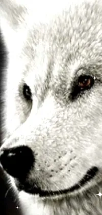 Make your phone screen come alive with this stunning live wallpaper featuring two majestic wolves standing face to face! The black and white color scheme gives this depiction a striking visual impact