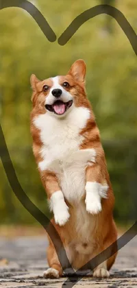This lively and engaging phone live wallpaper features a playful, brown and white dog standing on its hind legs, in a jumping float pose