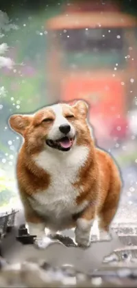 Doggone Happy Live Wallpaper