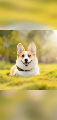 This live phone wallpaper features a realistic image of a happy corgi lying in lush green grass with a serene expression on its face
